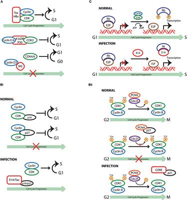 Breaking Bad: How Viruses Subvert the Cell Cycle